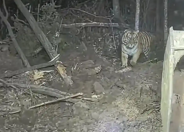 ▲▼ 東北吉林挖掘機師傅見東北虎 。(圖/翻攝 極目新聞)