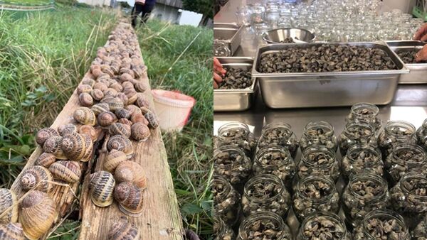 ▲▼「450公斤蝸牛」一夜被偷光!法養殖場失竊 300萬心血沒了。(圖/翻攝臉書L`Escargot Des Grands Crus)
