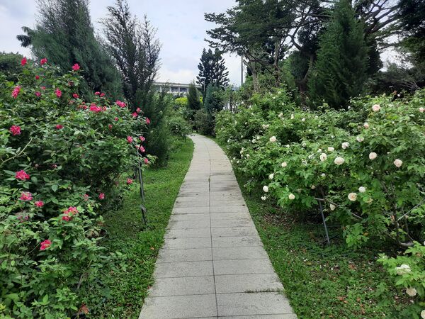 ▲台北玫瑰園冬日玫瑰。(圖/公園處提供)