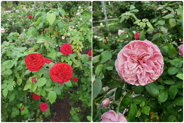 ▲台北玫瑰園冬日玫瑰。(圖/公園處提供)