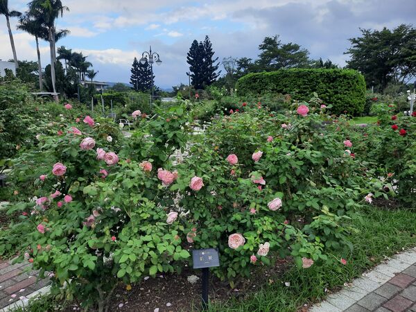 ▲台北玫瑰園冬日玫瑰。(圖/公園處提供)