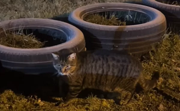 虎斑貓「假裝流浪貓」闖進家狂討摸 女打算收編嚇:7年前養過你。(圖/翻攝自TikTok/nicole.j.billington)