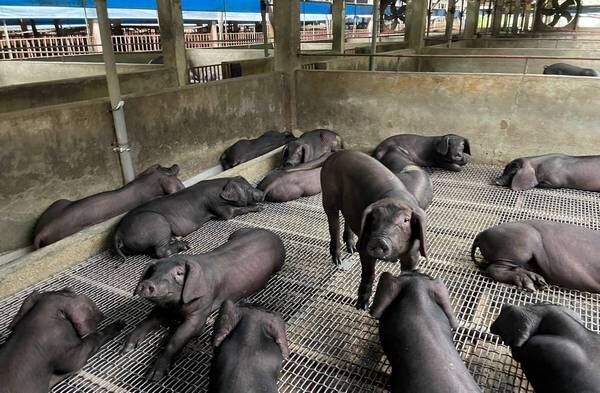 ▲桃園爭取提高補助守護黑毛豬產業