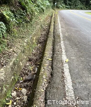 ▲母山羌嘴巴遭半截寶特瓶套住無法掙脫,最終緊迫慘死排水溝。(圖/苗栗縣政府提供)