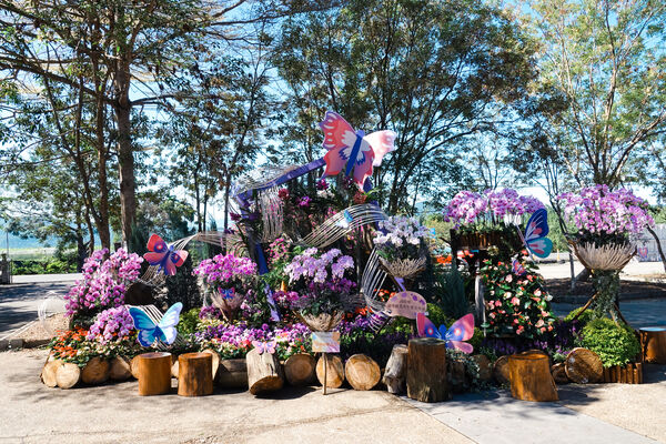 ▲埔里化身冬日「花之都」!南投花卉嘉年華登場,地景花毯、巨型花藝裝置一次看。(圖/南投縣政府)