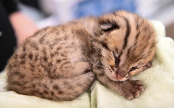 ▲▼ 1200年前中國人擼的是豹貓!唐代才變成家貓 。(圖/翻攝 新華社)