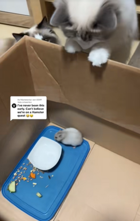 在家聽到詭異刮金屬聲,倉鼠探頭。(圖/翻攝自Tiktok@mila.sophie99)