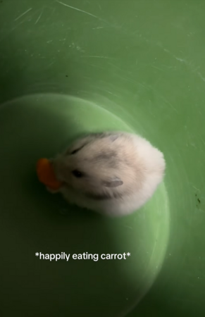 在家聽到詭異刮金屬聲,倉鼠探頭。(圖/翻攝自Tiktok@mila.sophie99)