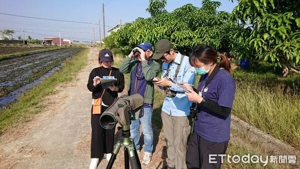 ▲今年冬季水雉僅剩2934 隻,較去年減少95隻,顯示颱風對棲地造成衝擊。(記者林東良翻攝)