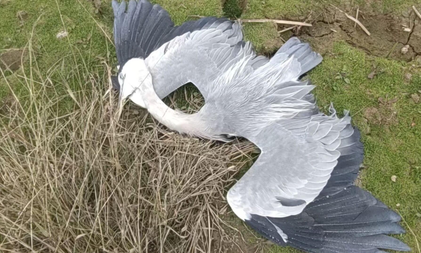 ▲遭人類投毒遇害的候鳥。(圖/翻攝澎湃新聞)