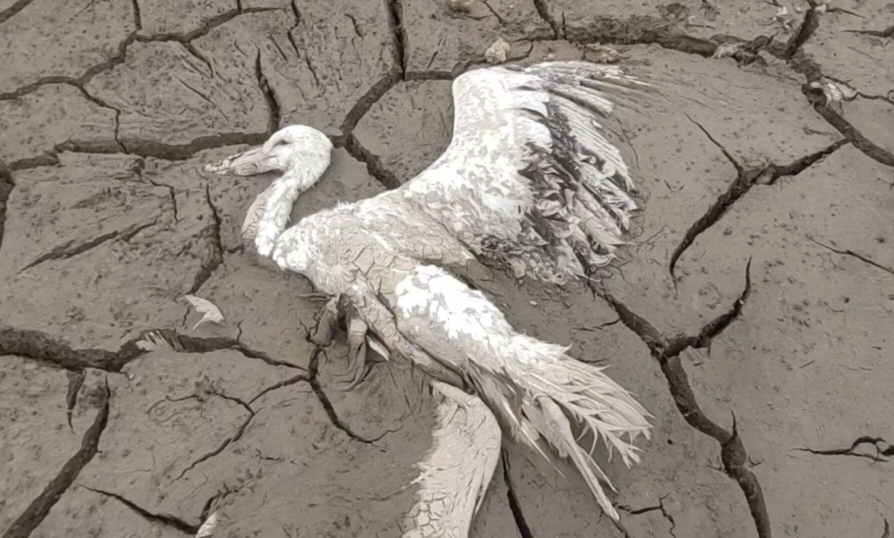 ▲遭人類投毒遇害的候鳥。(圖/翻攝澎湃新聞)