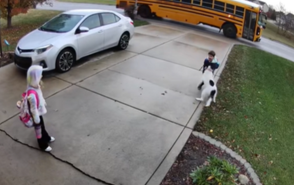 女童放學回家遭偏心汪無視 「直衝哥哥懷中」網爆笑:最愛不是你。(圖/翻攝自TikTok/conopo)