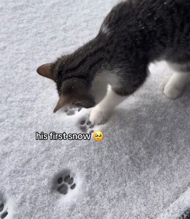 ▲(圖/翻攝自TikTok/@martystgoat)