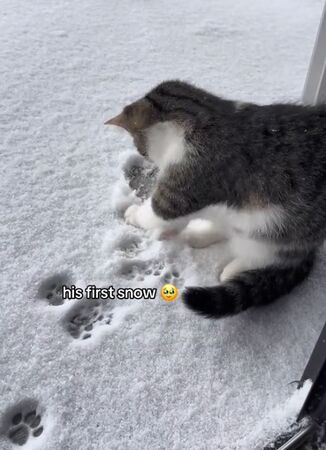 ▲(圖/翻攝自TikTok/@martystgoat)