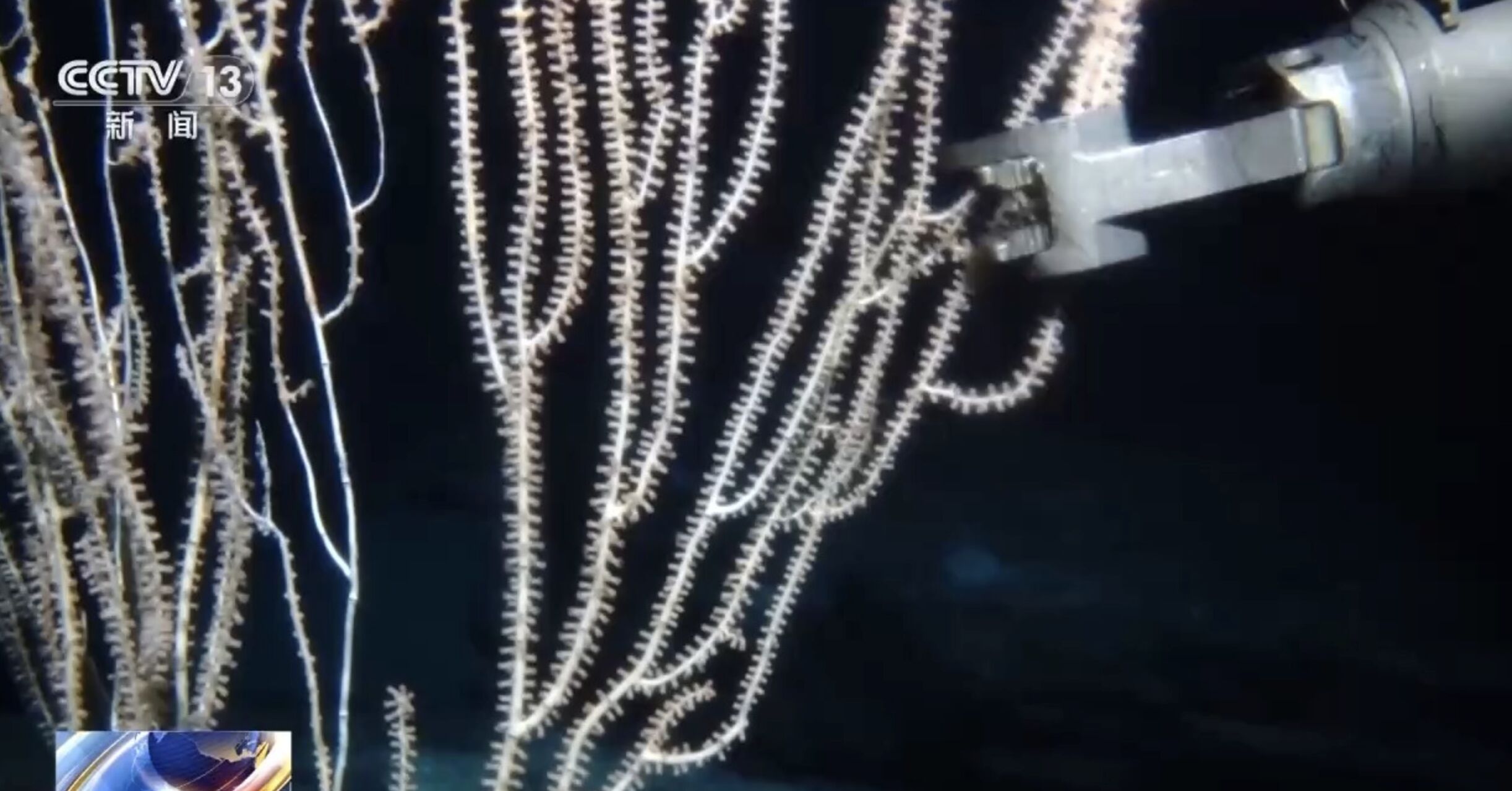 ▲深海珊瑚。(圖/翻攝央視)