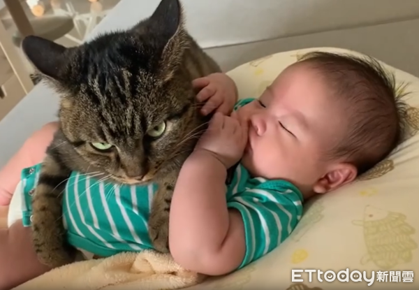 稱職貓褓姆。(圖/Threads@meihongzhou提供)