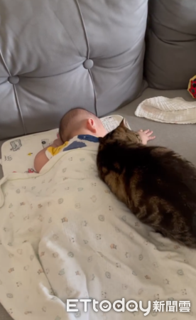 稱職貓褓姆。(圖/Threads@meihongzhou提供)