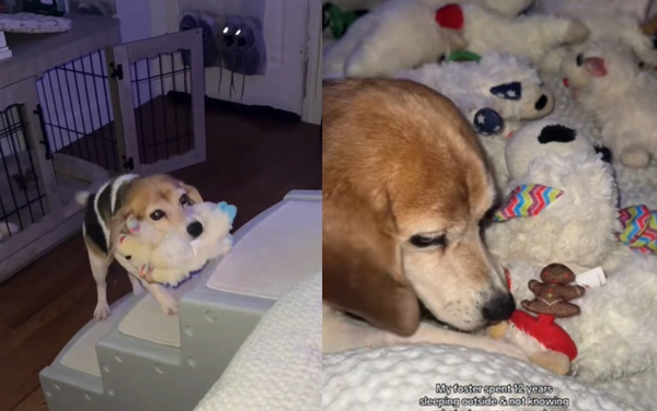 流浪12年終於有家 狗狗每晚睡前「狂搬娃娃」太萌網:拜託寵壞牠。(圖/翻攝自TikTok/danielleavitti)