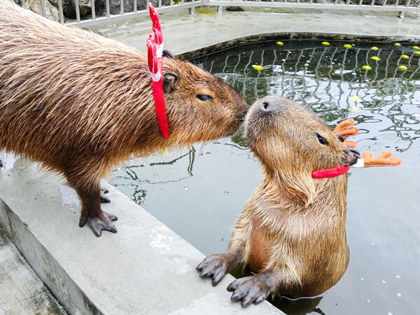 ▲▼綠舞國際觀光飯店。(圖/業者提供)