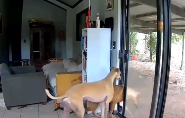 ▲▼狗開門助牛馬闖澳洲議員家 客廳亂成遊樂場。(圖/翻攝自臉書)