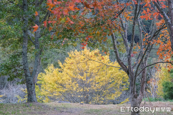 ▲武陵富野渡假村,武陵雪霸國家公園,武陵茶果宴,落羽松,銀杏。(圖/記者彭懷玉攝)