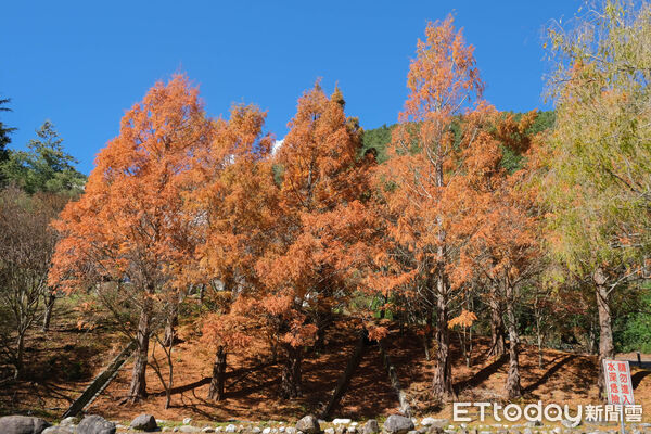 ▲武陵富野渡假村,武陵雪霸國家公園,武陵茶果宴,落羽松,銀杏。(圖/記者彭懷玉攝)