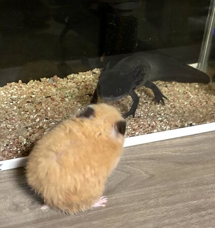 ▲。(圖/翻攝自TikTok/@luv_sufure)