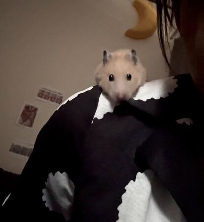 ▲。(圖/翻攝自TikTok/@luv_sufure)