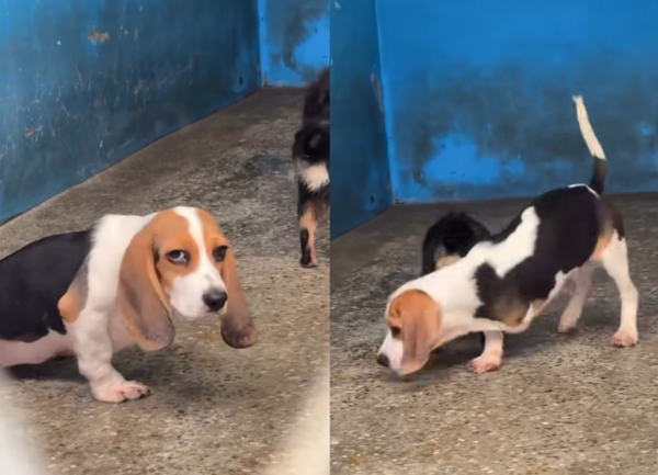 人人犬舍三腳米格魯。(圖/翻攝自米可白粉專)