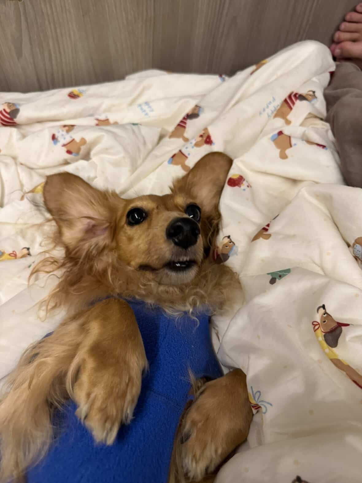 ▲暖心小跟班!臘腸每天早起陪媽咪刷牙 踏進廁所卻馬上倒頭大睡。(圖/Threads @be0407 提供,請勿隨意翻拍,以免侵權。)