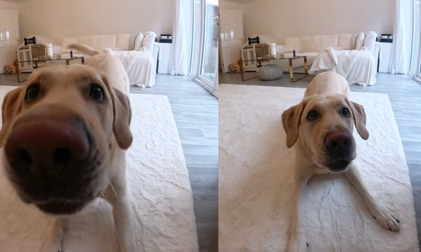 拉拉對監視器狂吠 女狂收通知發現「背後原因」網心碎:快回家。(圖/翻攝自TikTok/beau.the.labracadabrador)