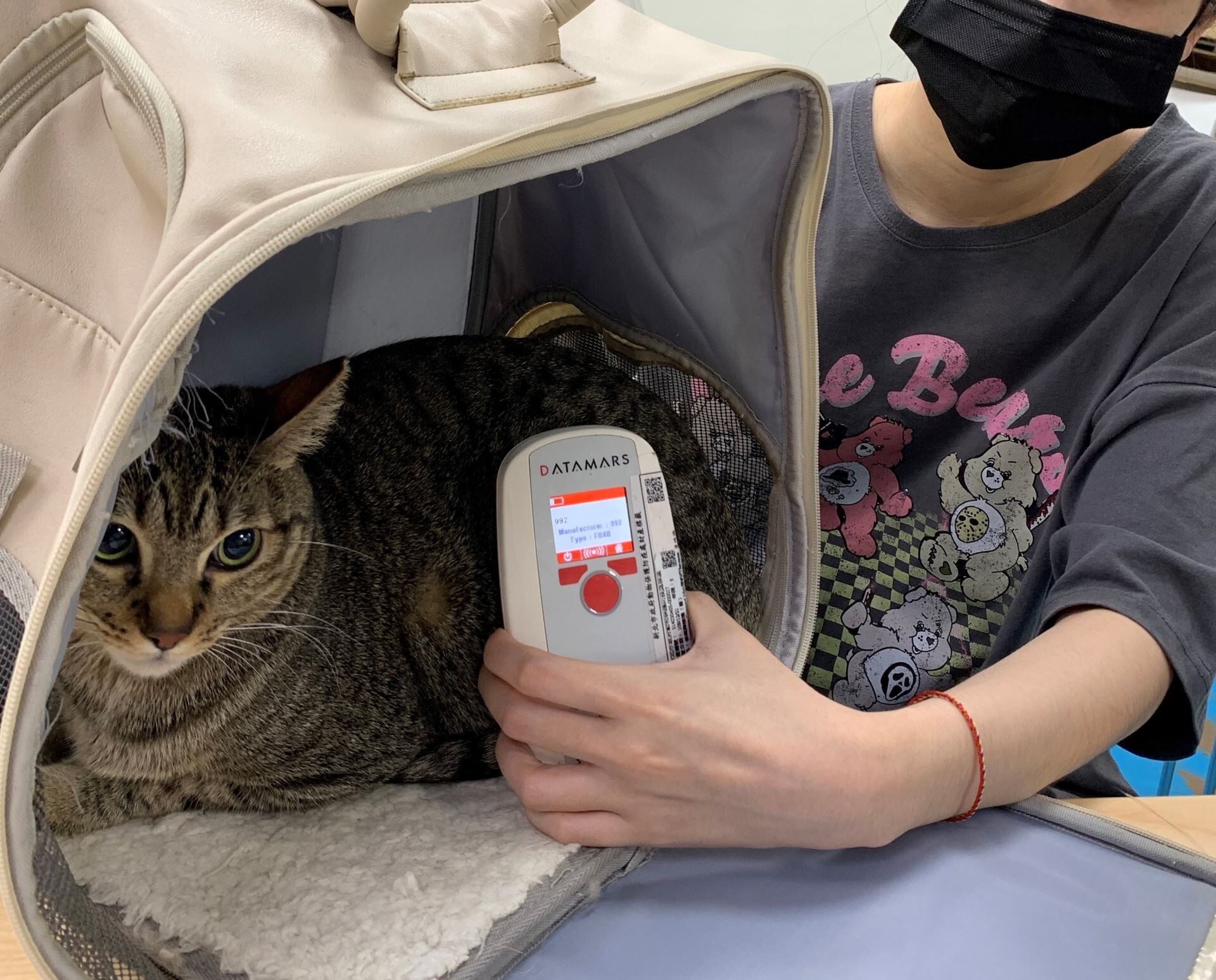 ▲115年家貓「未登記晶片」最高可罰1萬5千元 緩衝期只到今年底。(圖/新北市政府動物保護防疫處提供,請勿隨意翻拍,以免侵權。)