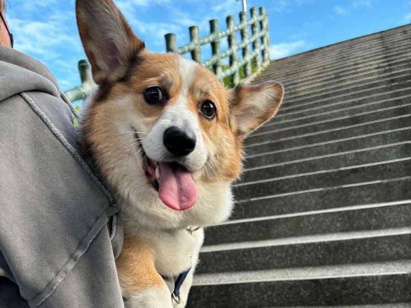 ▲柯基四腳朝天睡翻!還能才藝表演 高舉碗碗不會掉網笑:地基很穩。(圖/@jun_n.eat提供,請勿隨意翻拍,以免侵權。)