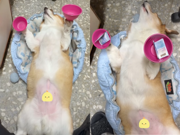 ▲柯基四腳朝天睡翻!還能才藝表演 高舉碗碗不會掉網笑:地基很穩。(圖/@jun_n.eat提供,請勿隨意翻拍,以免侵權。)