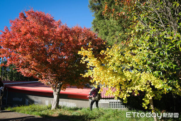 ▲福壽山農場松廬,楓紅,福壽山農場國民賓館,福壽山農場楓林雅築。(圖/記者彭懷玉攝)