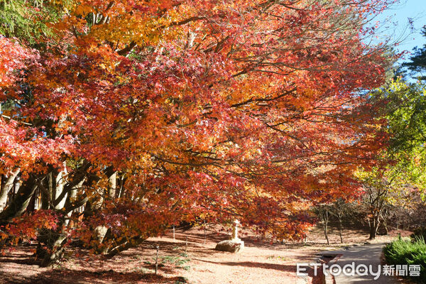 ▲福壽山農場松廬,楓紅,福壽山農場國民賓館,福壽山農場楓林雅築。(圖/記者彭懷玉攝)