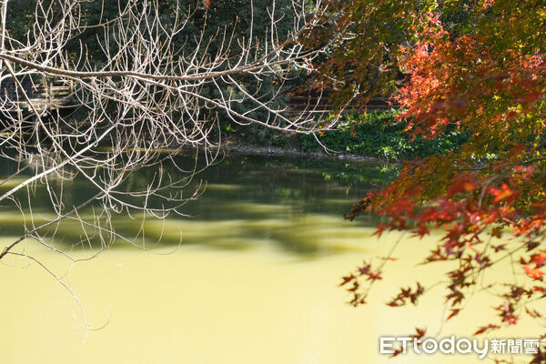 ▲福壽山農場松廬,楓紅,福壽山農場國民賓館,福壽山農場楓林雅築。(圖/記者彭懷玉攝)