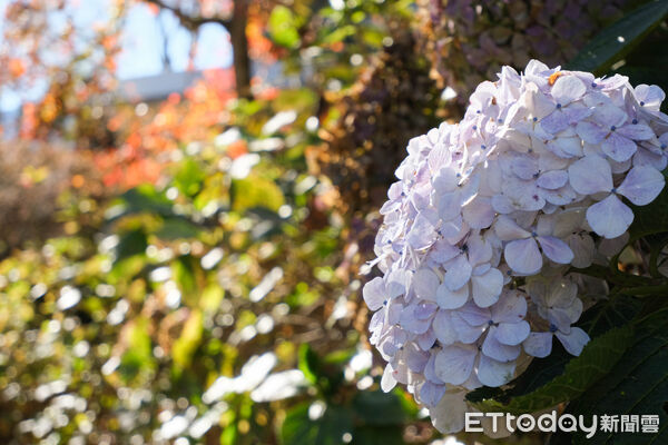 ▲福壽山農場松廬,楓紅,福壽山農場國民賓館,福壽山農場楓林雅築。(圖/記者彭懷玉攝)