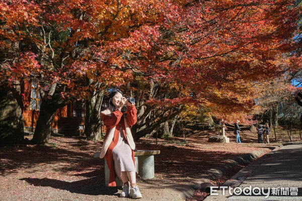 ▲福壽山農場松廬,楓紅,福壽山農場國民賓館,福壽山農場楓林雅築。(圖/記者彭懷玉攝)