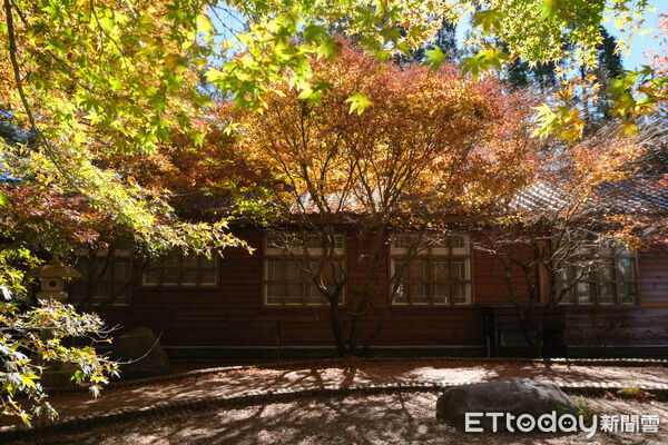 ▲福壽山農場松廬,楓紅,福壽山農場國民賓館,福壽山農場楓林雅築。(圖/記者彭懷玉攝)