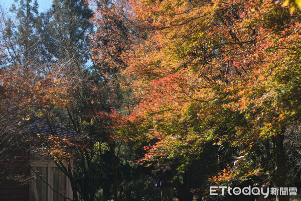 ▲福壽山農場松廬,楓紅,福壽山農場國民賓館,福壽山農場楓林雅築。(圖/記者彭懷玉攝)