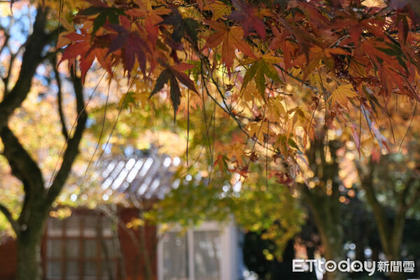 ▲福壽山農場松廬,楓紅,秋楓。(圖/記者彭懷玉攝)