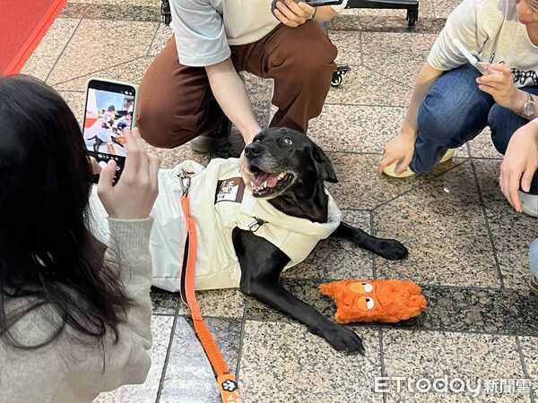 ▲退役工作犬Vanya、Xylon。(圖/記者李依融攝)