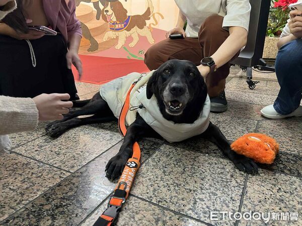 ▲退役工作犬Vanya、Xylon。(圖/記者李依融攝)