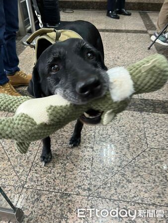 ▲退役工作犬Vanya、Xylon。(圖/記者李依融攝)