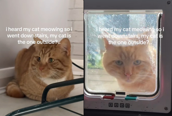 女聽喵叫聲驚見「冒牌橘貓」霸占住家傻眼 本尊被鎖門外氣炸。(圖/翻攝自TikTok/lowkei.ra)