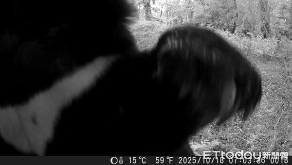 ▲▼ 特富野古道三年五度拍到熊 最近距離僅500公尺 。(圖/林業及自然保育署嘉義分署提供)