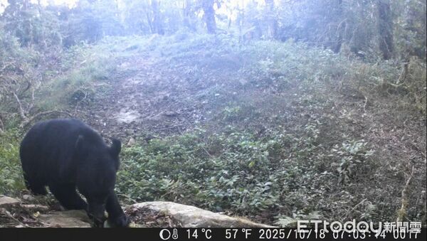 ▲▼ 特富野古道三年五度拍到熊 最近距離僅500公尺 。(圖/林業及自然保育署嘉義分署提供)