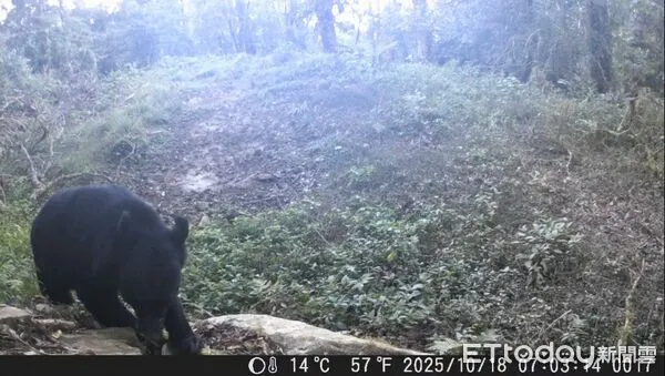 ▲▼ 特富野古道三年五度拍到熊 最近距離僅500公尺 。(圖/林業及自然保育署嘉義分署提供)