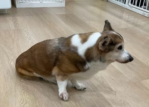 ▲。(圖/台北市動物保護處提供)